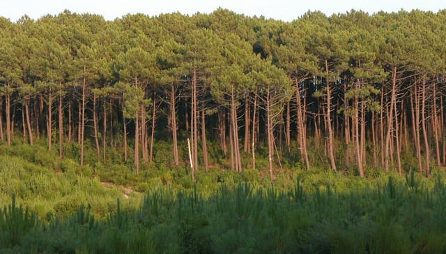Forêt des Landes (La Teste de Buch), avec Pinus pinaster