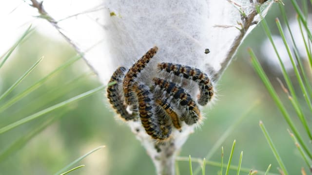 brown and black caterpillar on white concrete wall during daytime