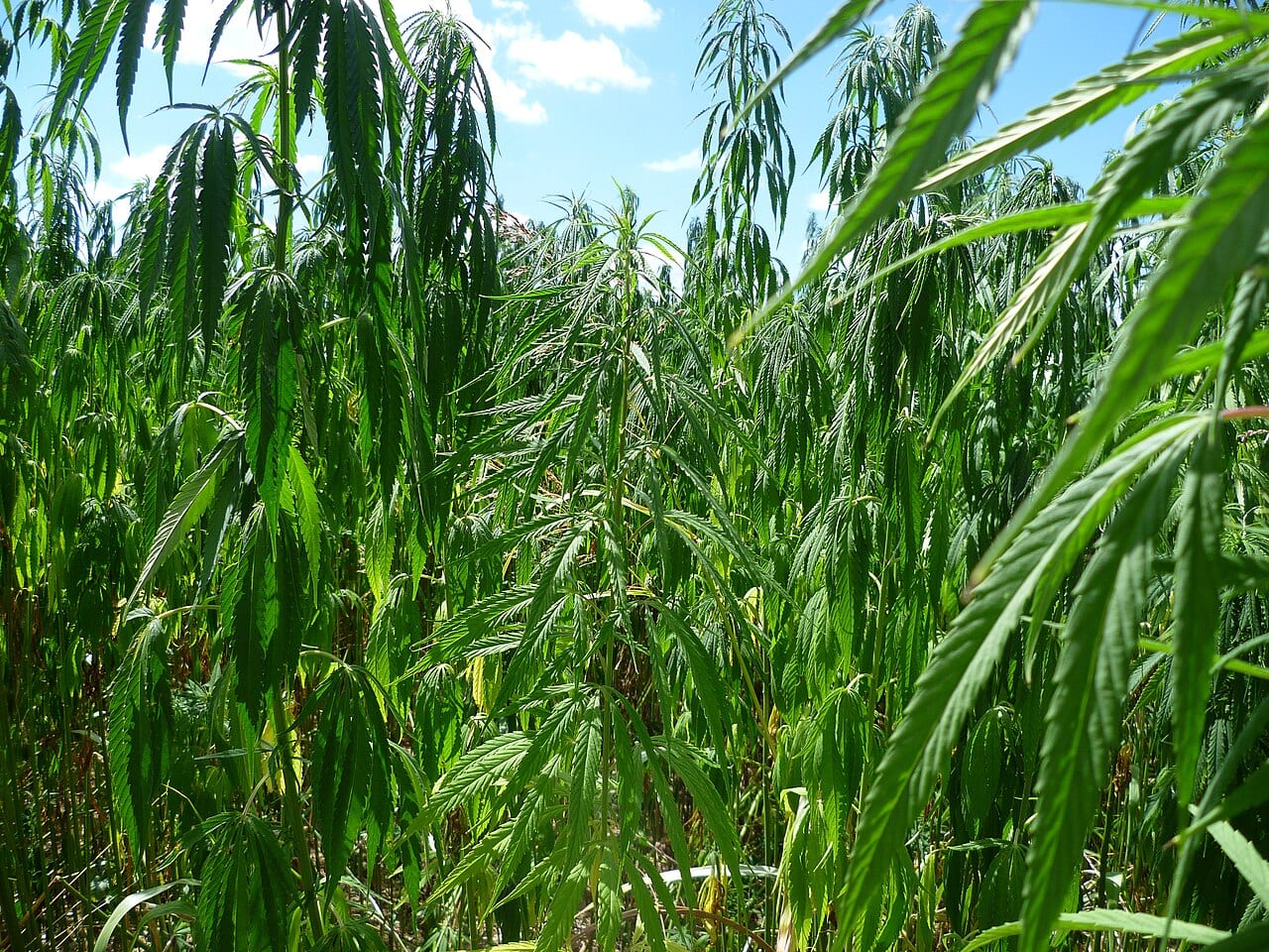 A somewhat drought stricken hemp field in Portet-sur-Garonne, France