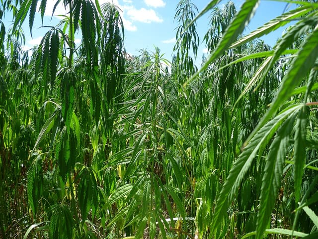 A somewhat drought stricken hemp field in Portet-sur-Garonne, France