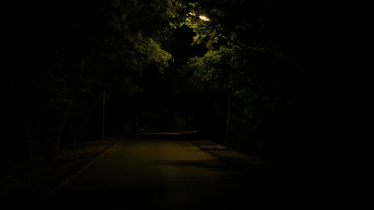 gray concrete road surrounded with tall and green trees during night time