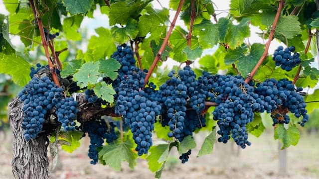 a bunch of blue grapes on a vine