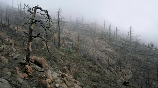 bare trees on rocky hill under white sky during daytime