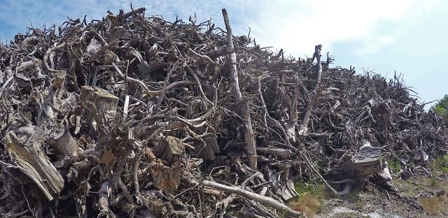 Empilement de milliers de souches de pins, après désouchage mécanique d'une coupe rase 2018 Landes de Gascogne, sur substrat sableux oligotrophe, dans un contexte de sylviculture très intensive. Ces s