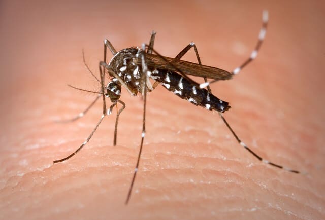 Moustique tigre (Aedes albopictus) en train de piquer